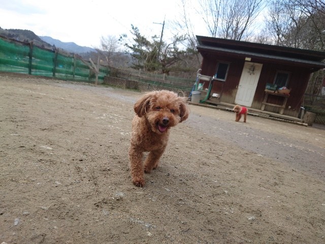 大阪の老犬ホーム