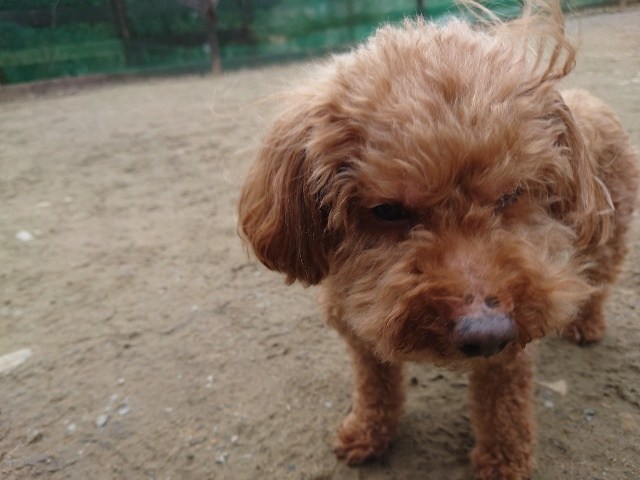 大阪市内の老犬ホーム