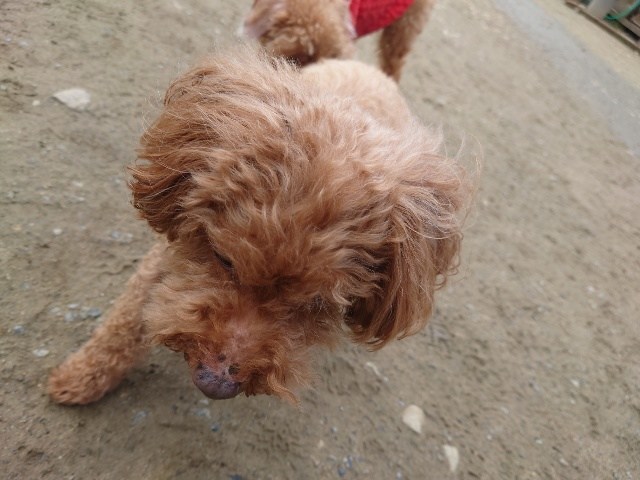 京都の老犬ホーム