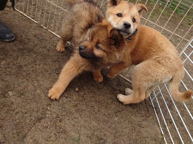老犬ホーム大阪