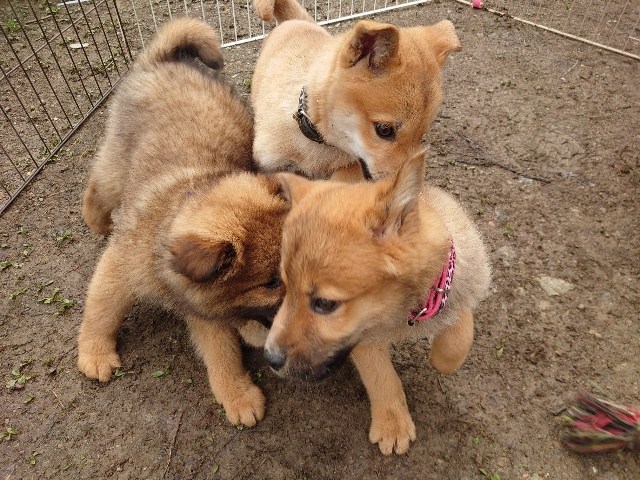 大阪最大の老犬ホーム