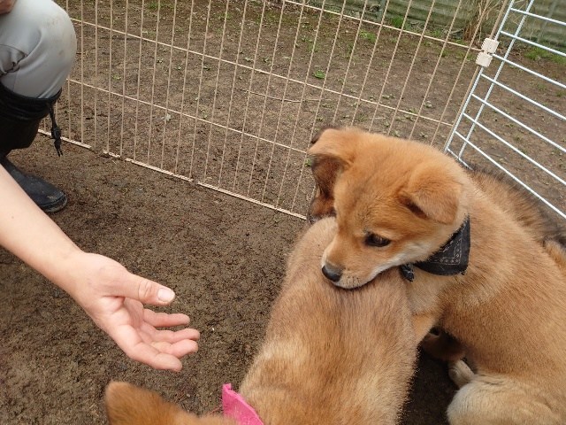 京都のドッグラン