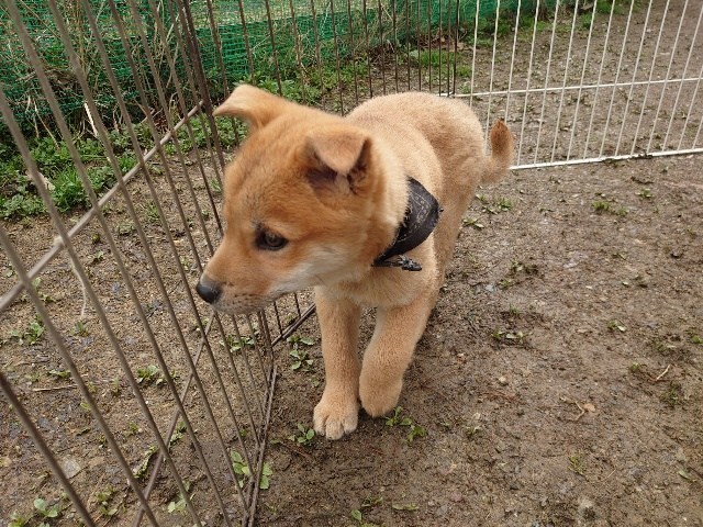 ドッグホテル京都