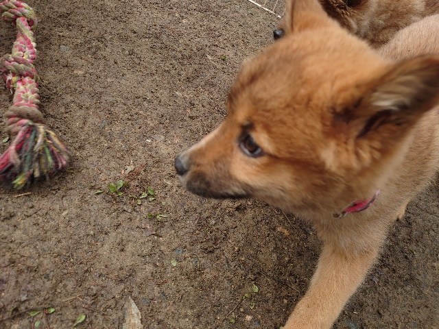 老犬ホーム