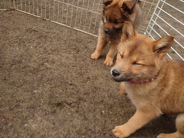 滋賀の老犬ホーム