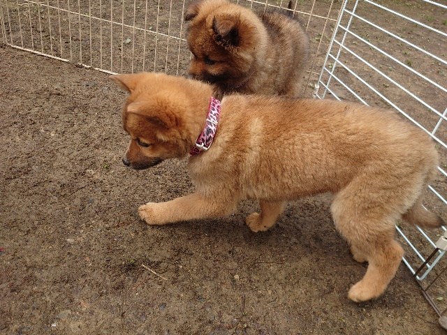 和歌山の老犬ホーム