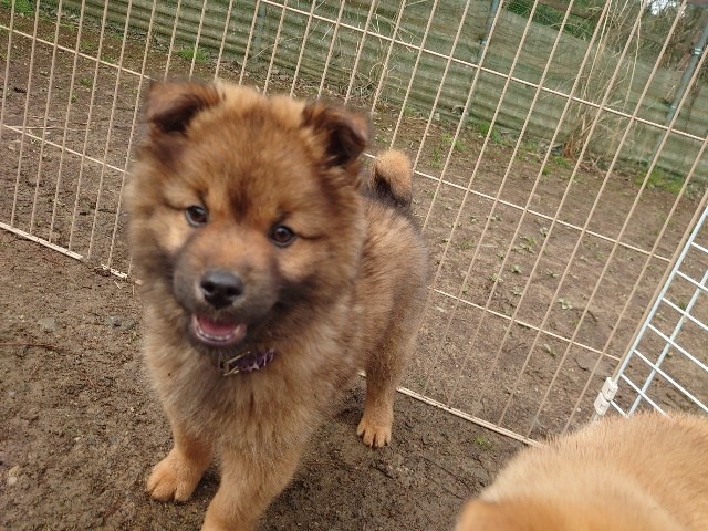 奈良の老犬ホーム