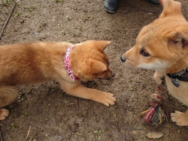 京都府の老犬ホーム