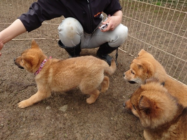 老犬ホーム大阪