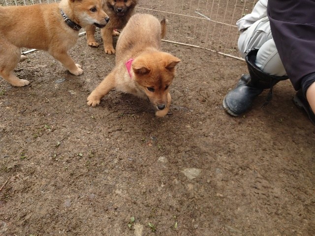 大阪市内の老犬ホーム