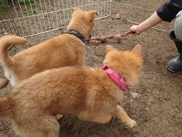 安い老犬ホーム