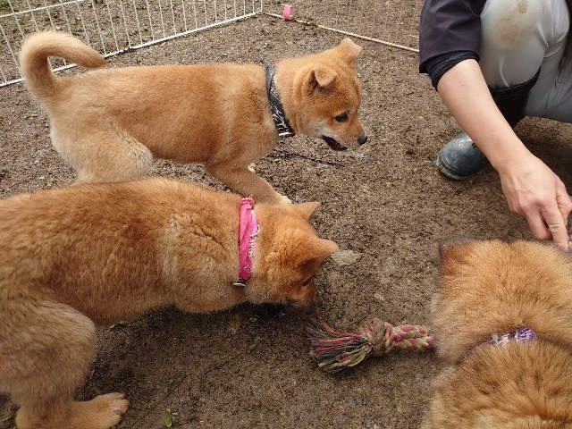 安心の老犬ホーム