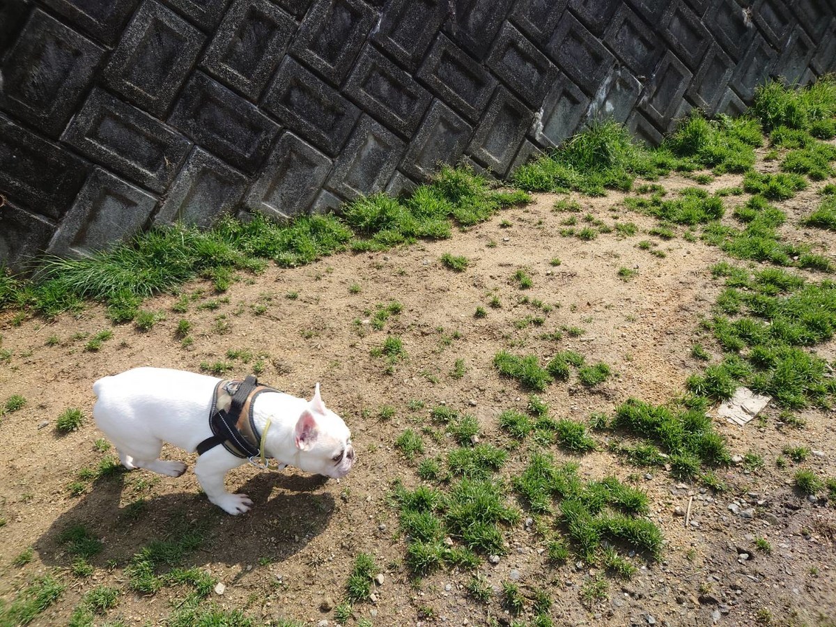 大阪の老犬ホーム