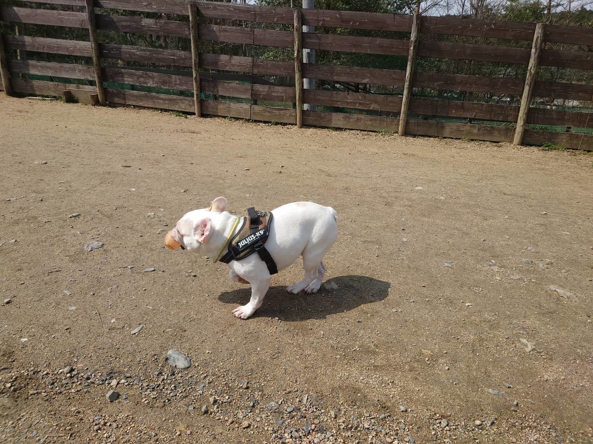 大阪最大の老犬ホーム