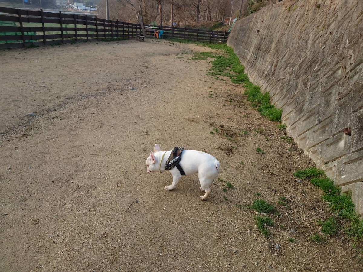 大阪の老犬ホーム