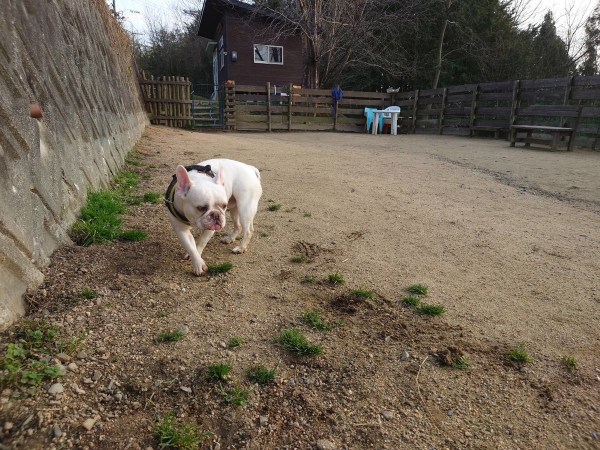 関西の老犬ホーム