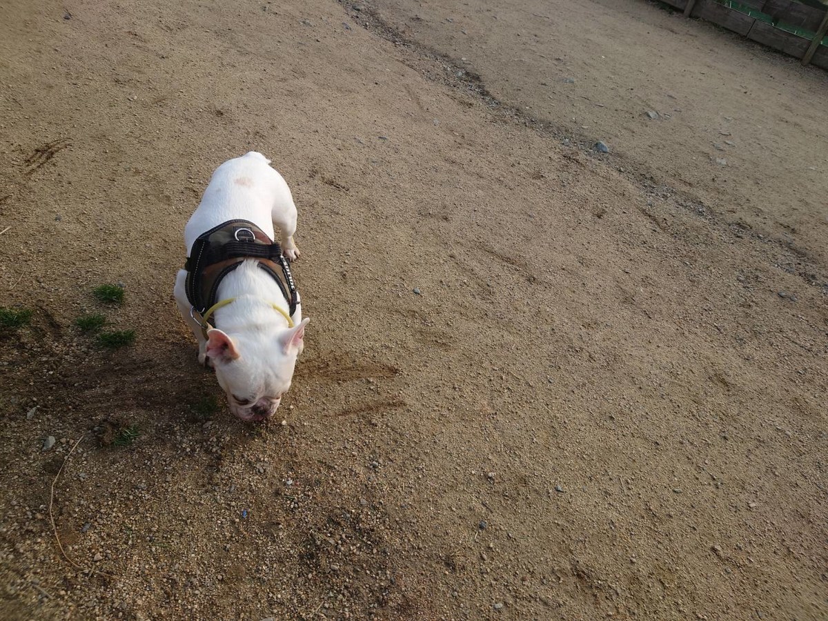 安心の老犬ホーム