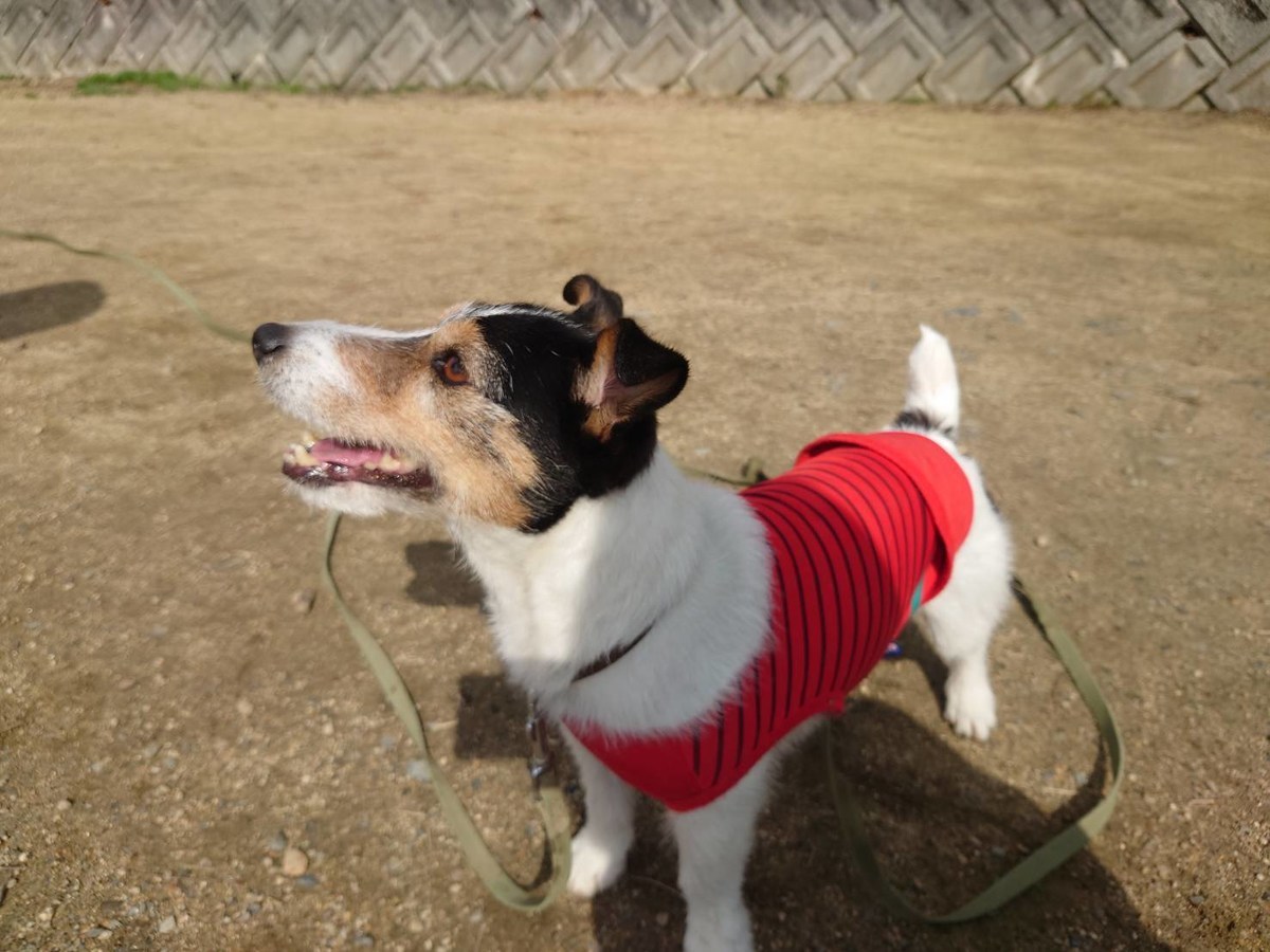 老犬ホーム大阪