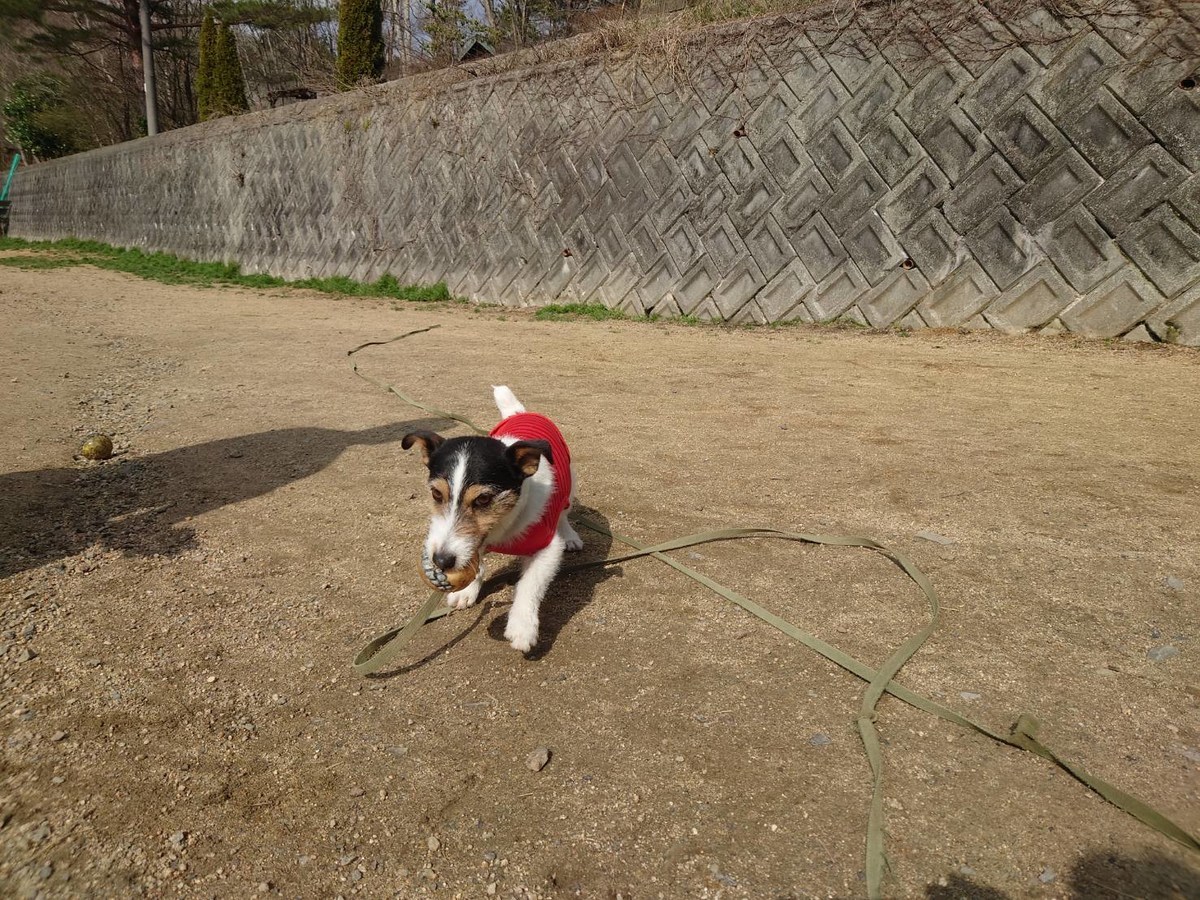 大阪最大の老犬ホーム