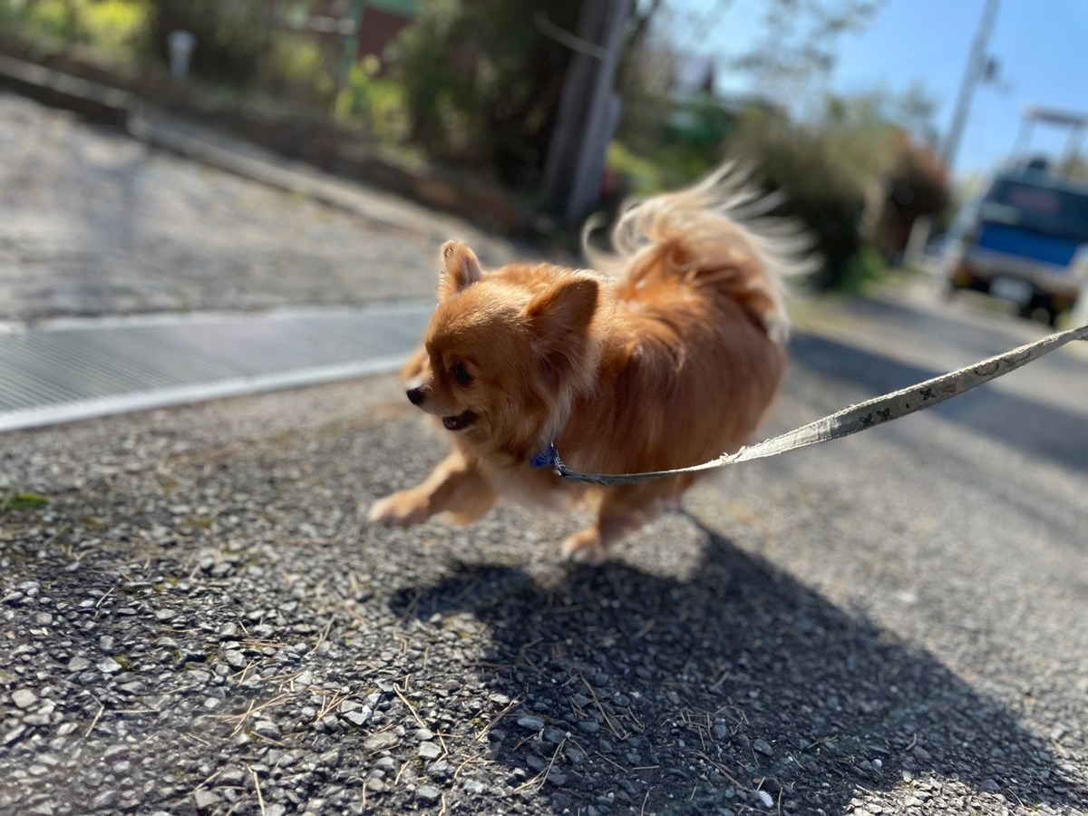 ドッグホテル京都
