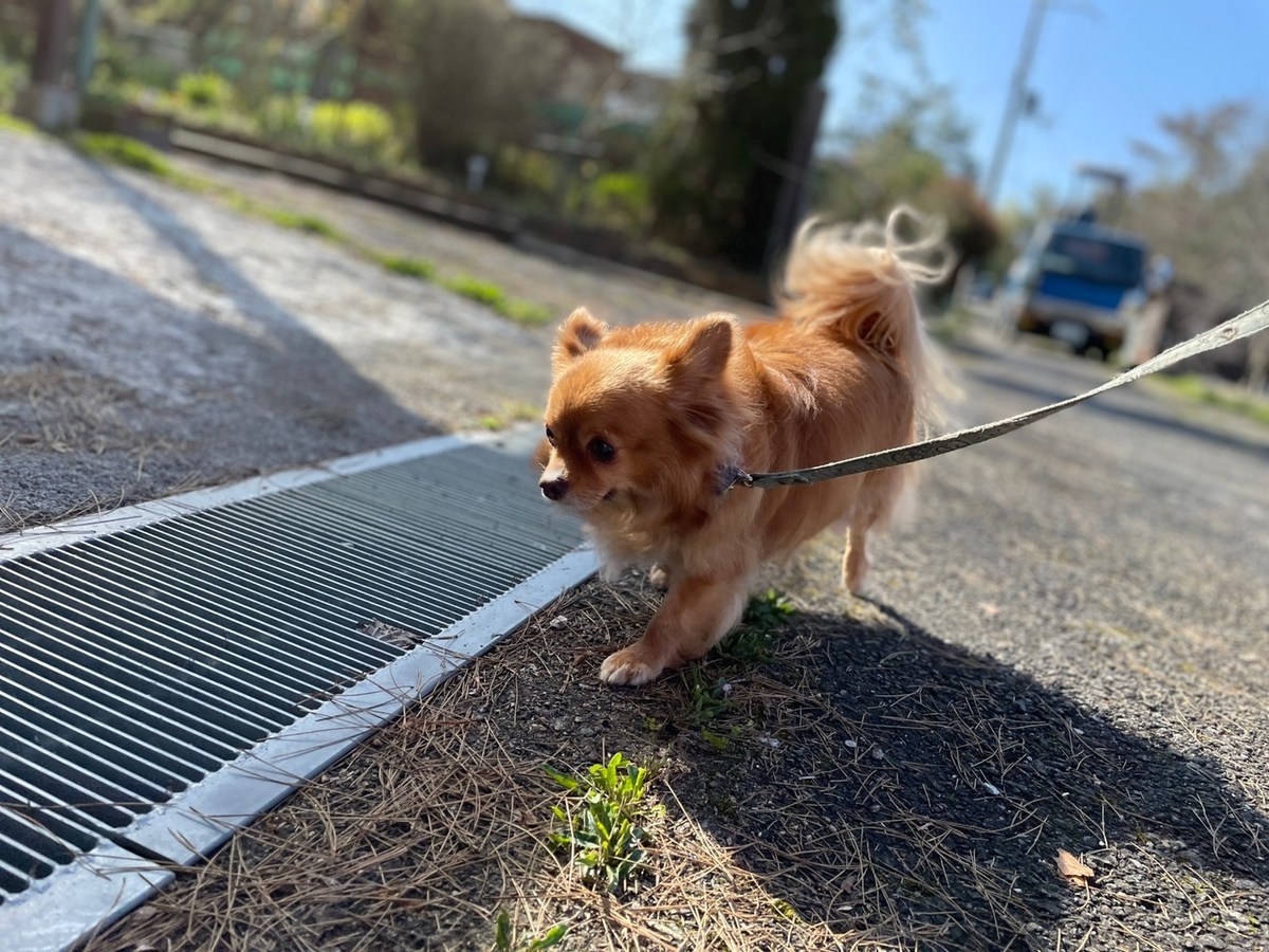 老犬ホーム大阪