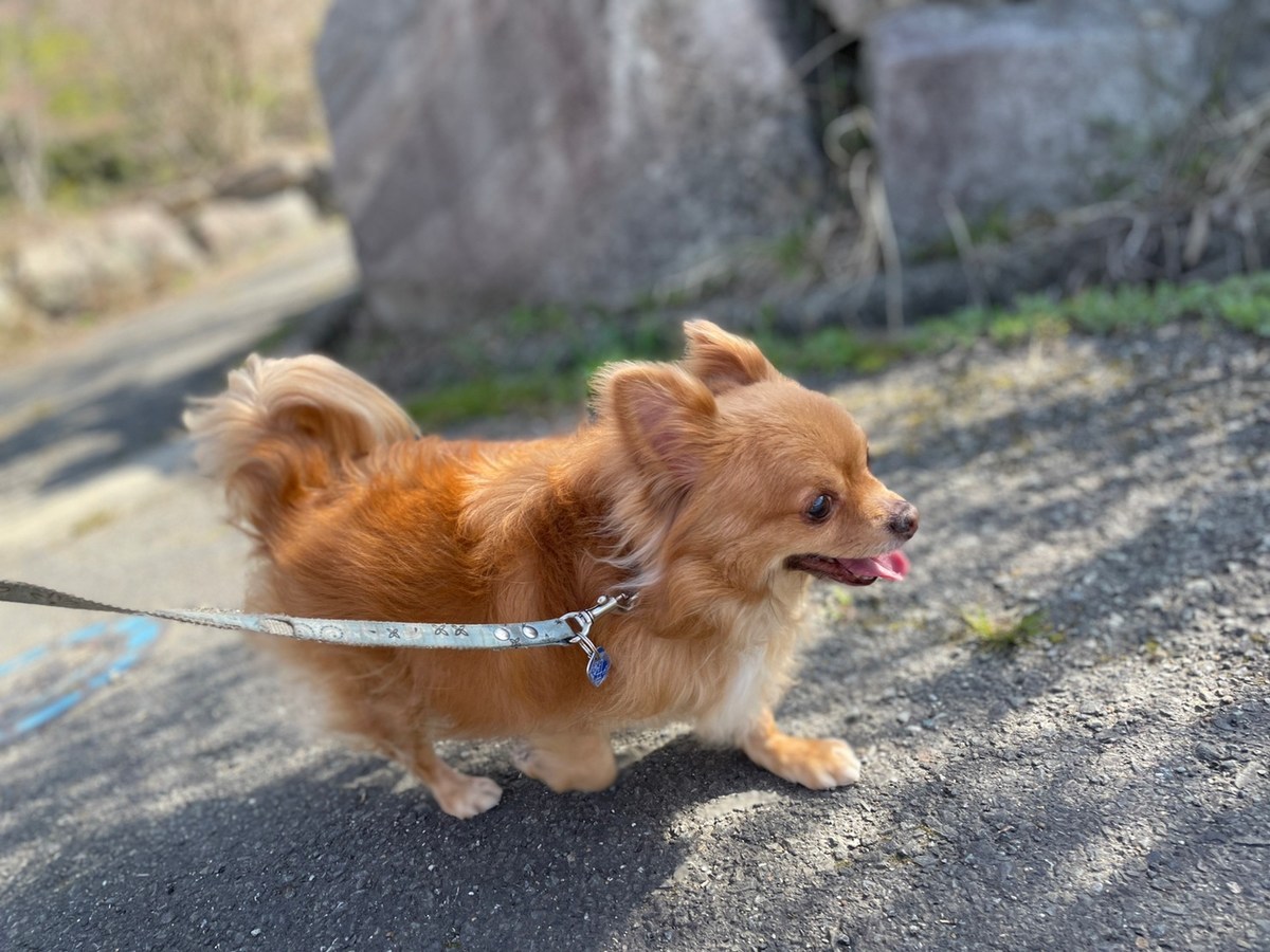 京都のドッグラン