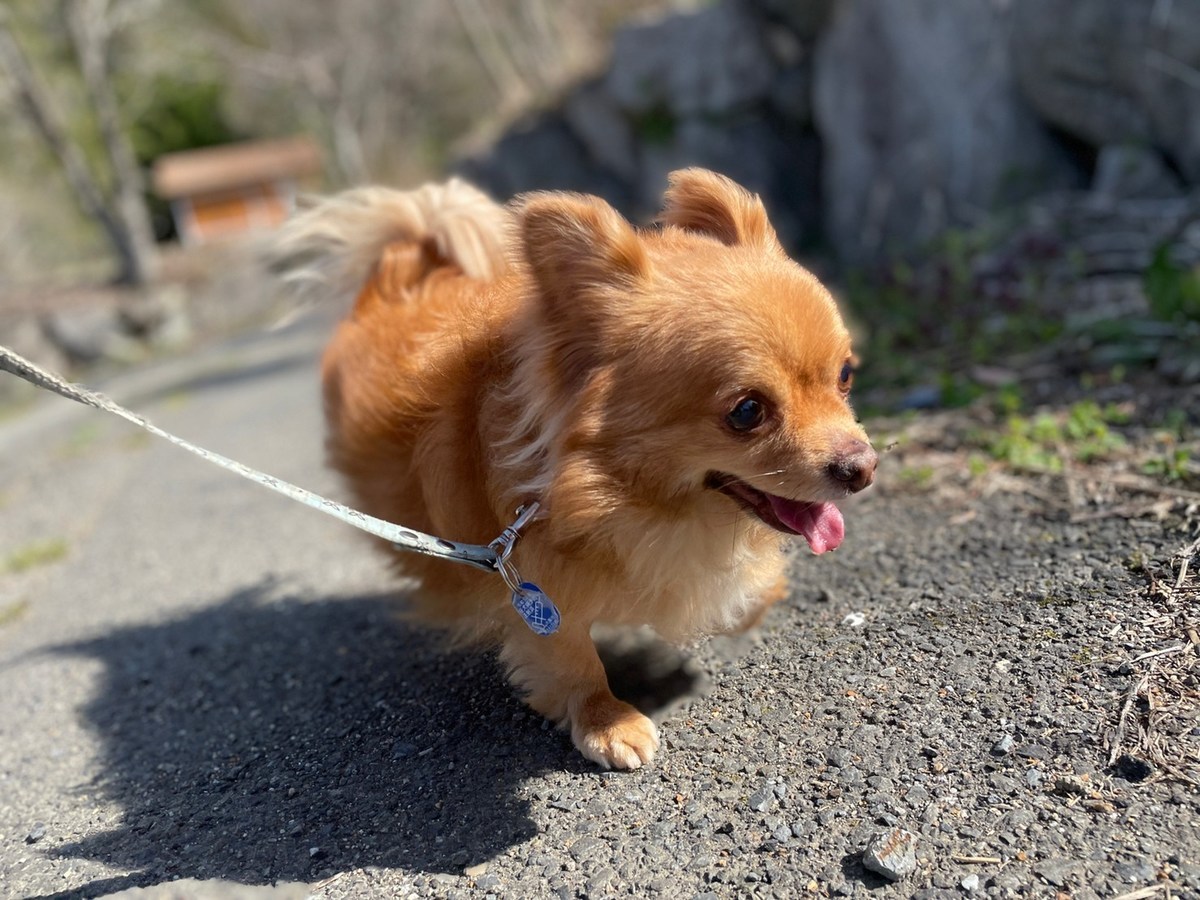 大阪最大の老犬ホーム