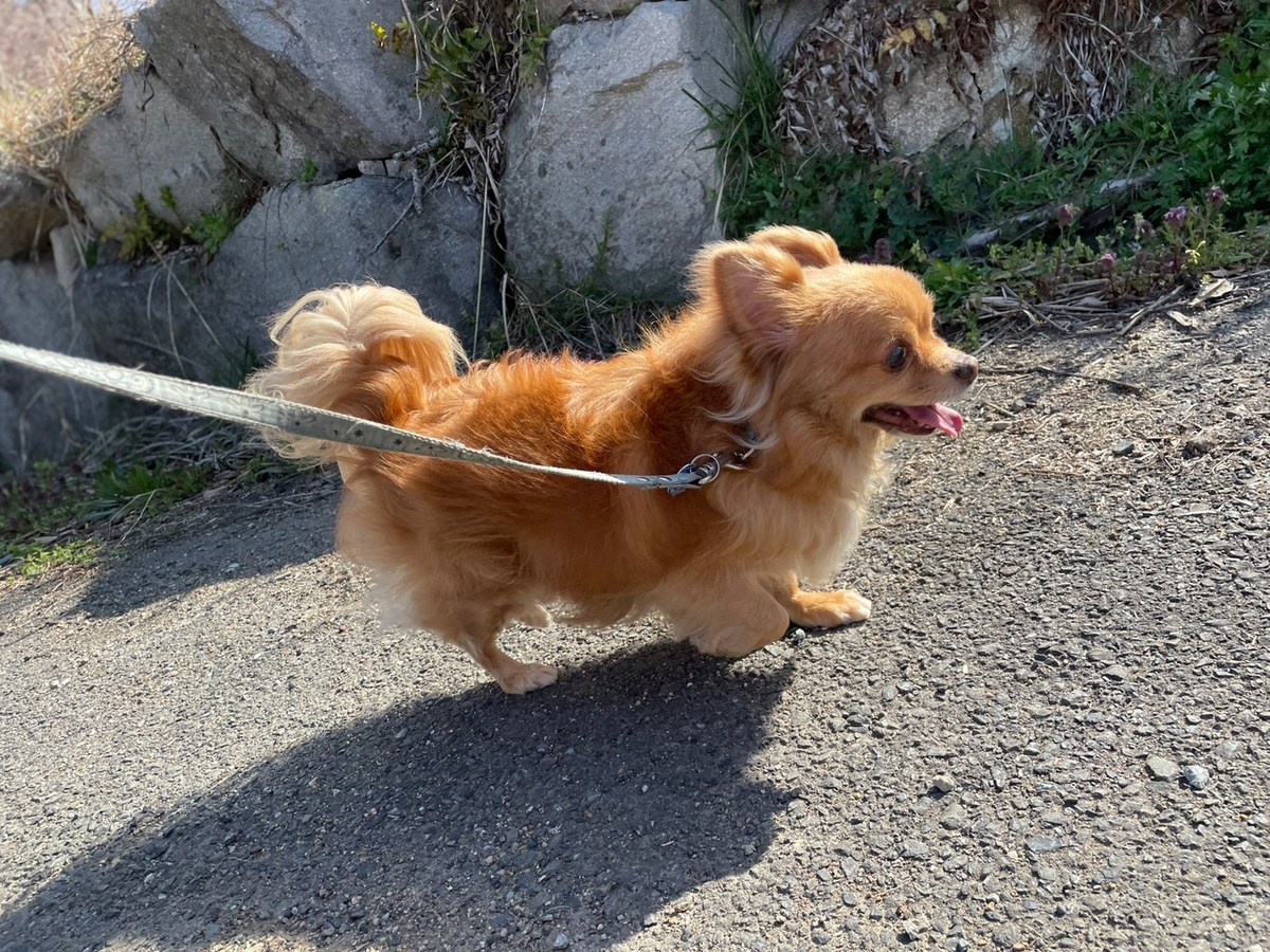 大阪市内の老犬ホーム