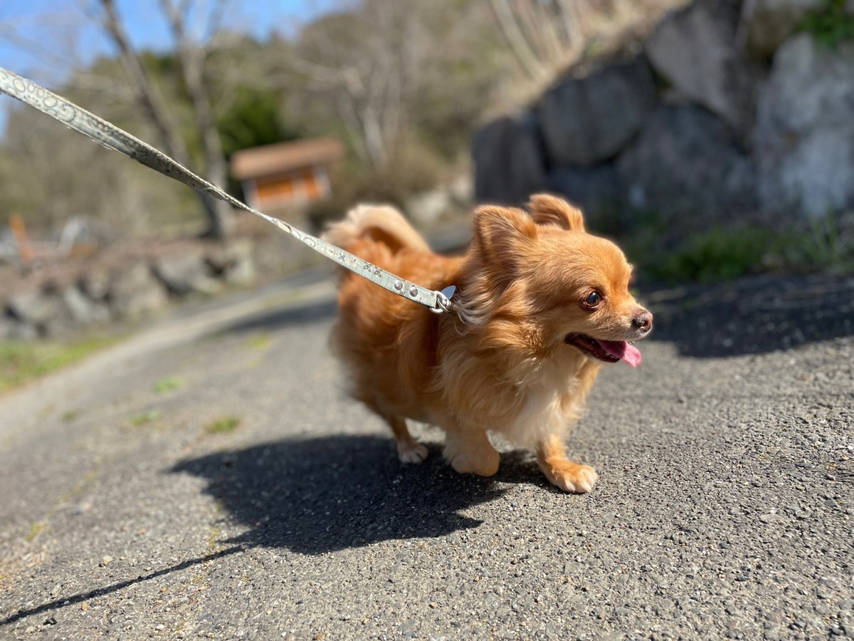京都の老犬ホーム