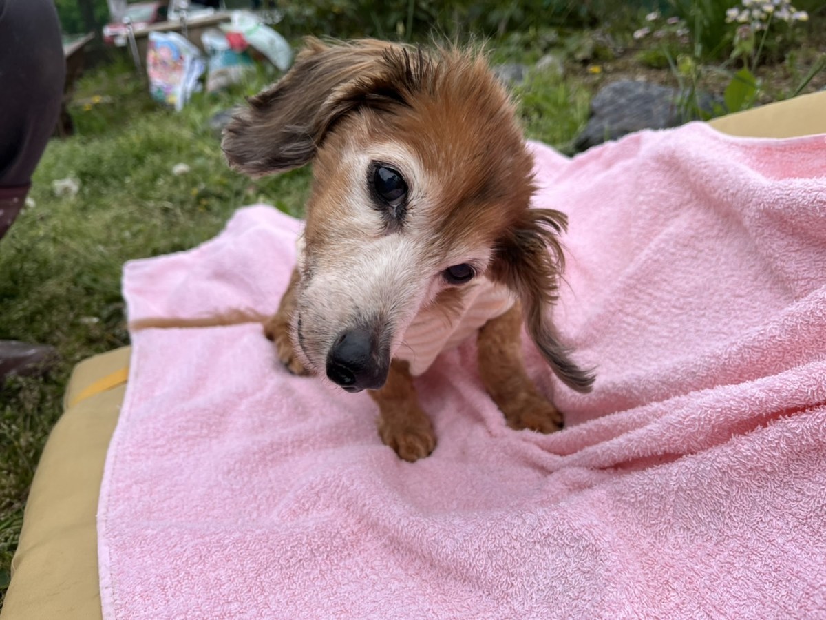 大阪最大の老犬ホーム