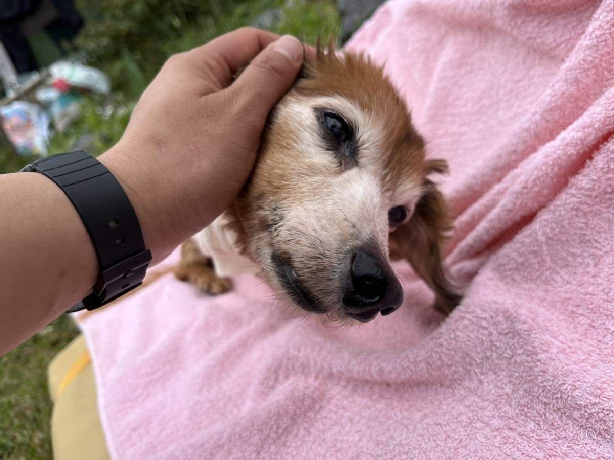 大阪市内の老犬ホーム