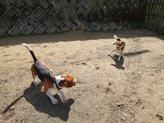 滋賀の老犬ホーム