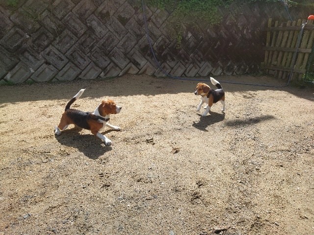 奈良の老犬ホーム