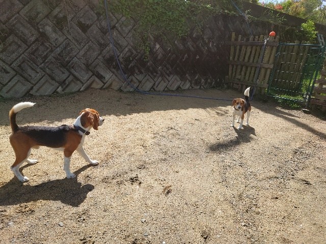 関西の老犬ホーム