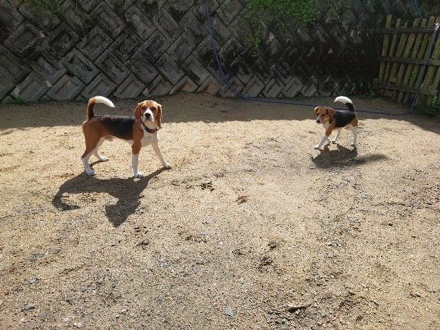 大阪市内の老犬ホーム