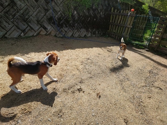 京都の老犬ホーム