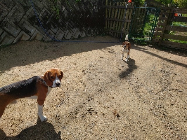 老犬ホーム大阪