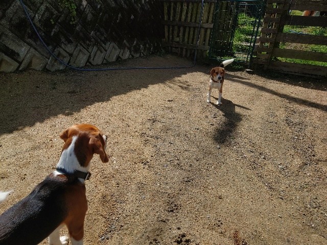 老犬ホーム