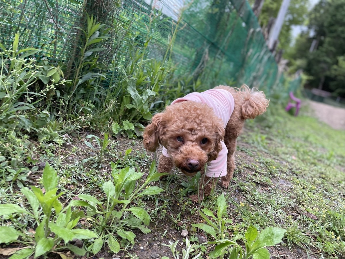 老犬ホーム大阪