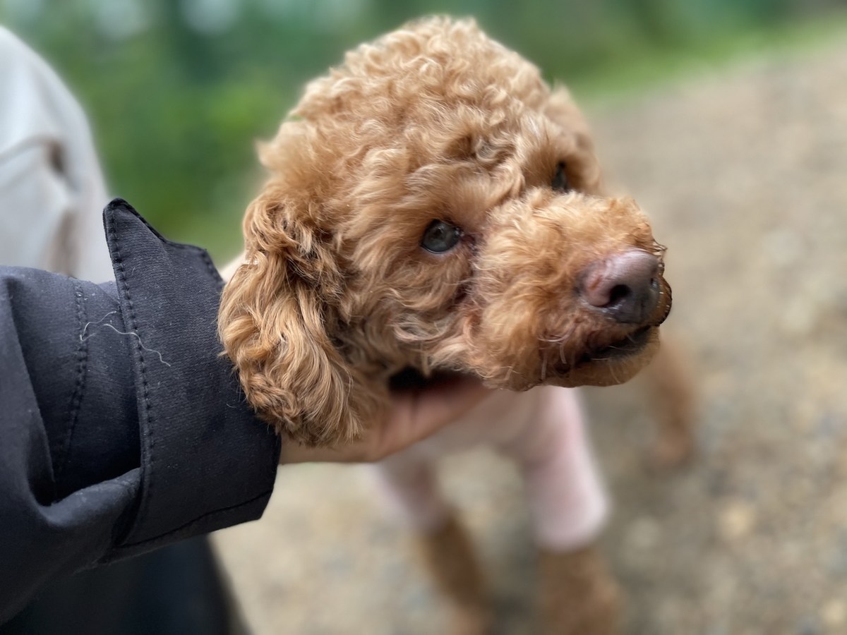 大阪市内の老犬ホーム