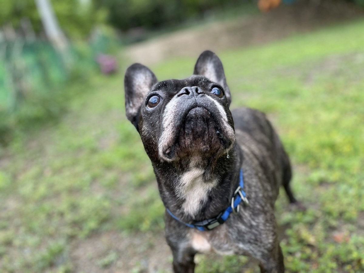 大阪の老犬ホーム