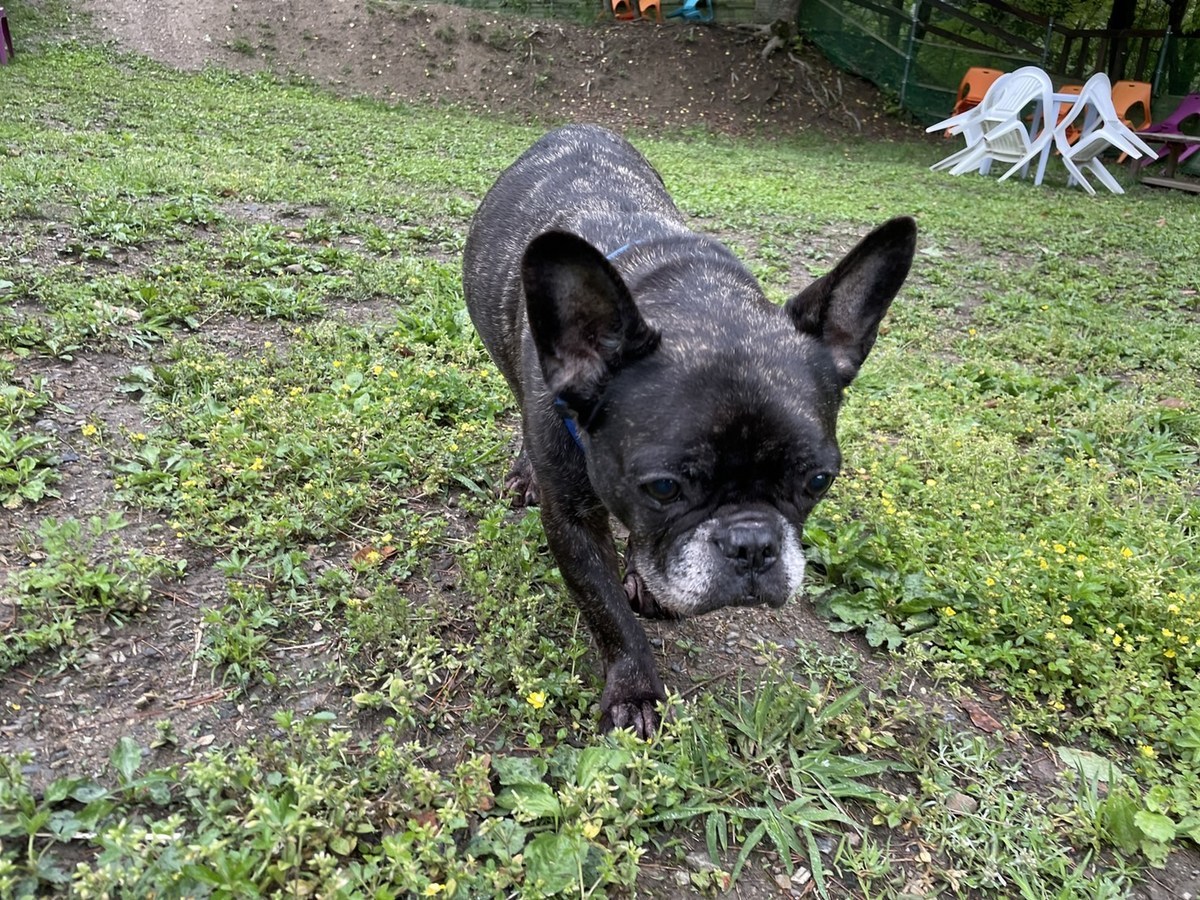 京都の老犬ホーム