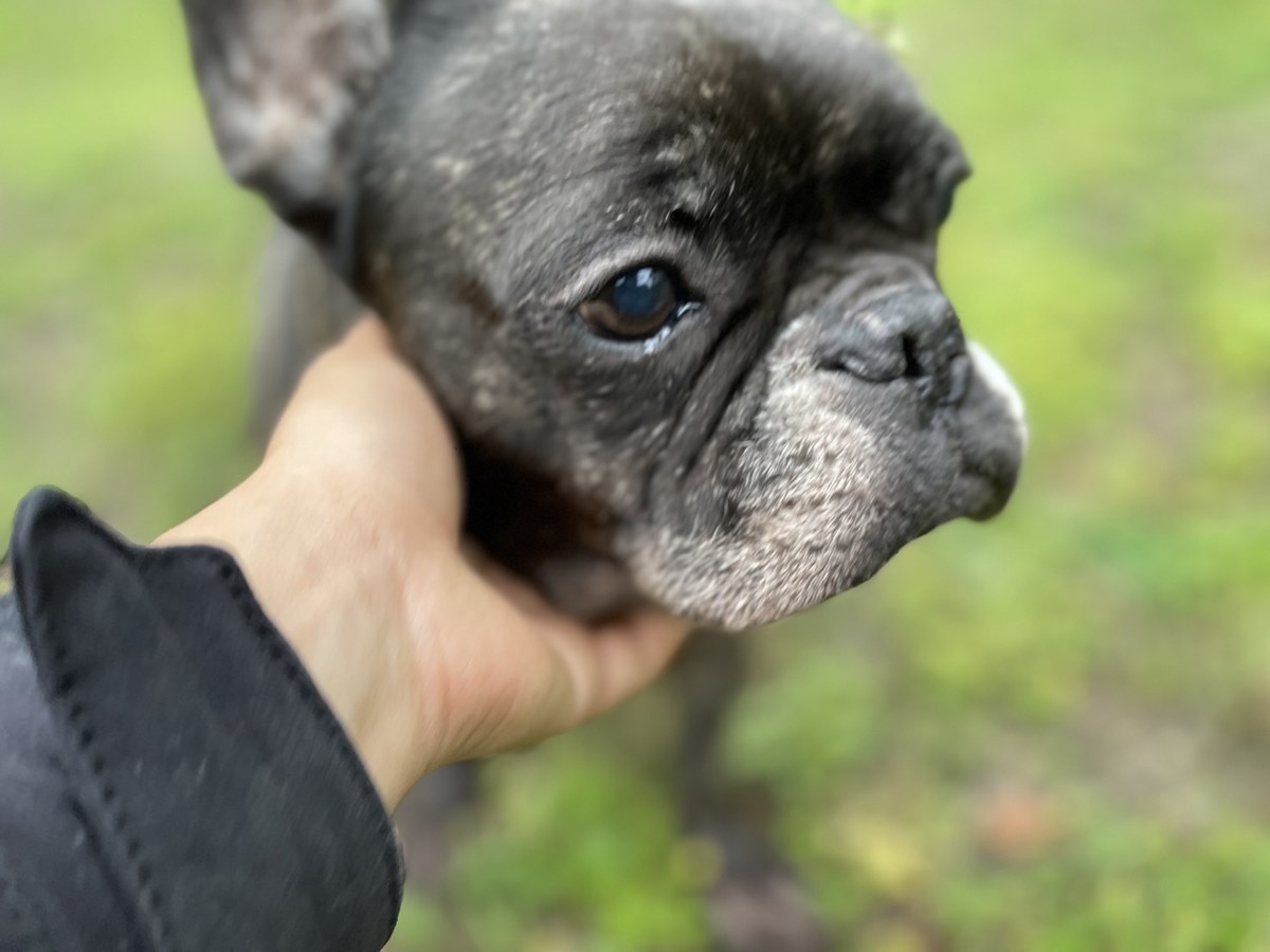大阪市内の老犬ホーム