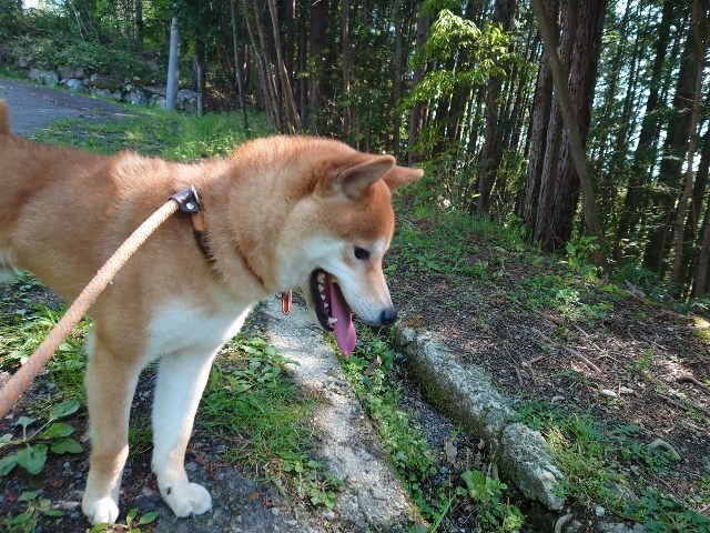 老犬家大阪