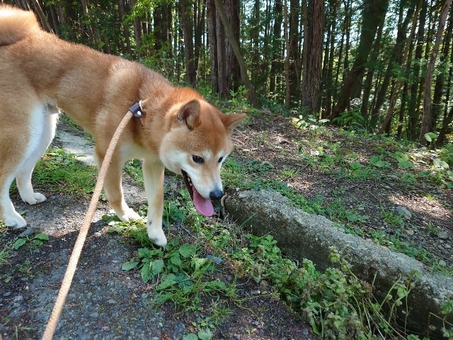 大阪の老犬家