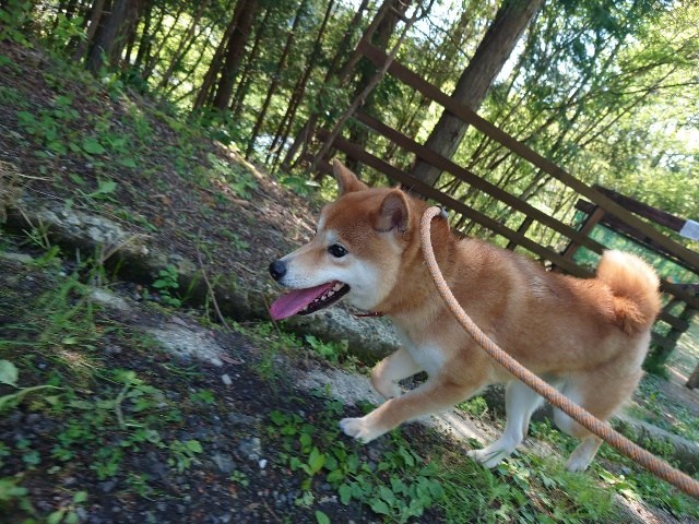 京都のドッグラン