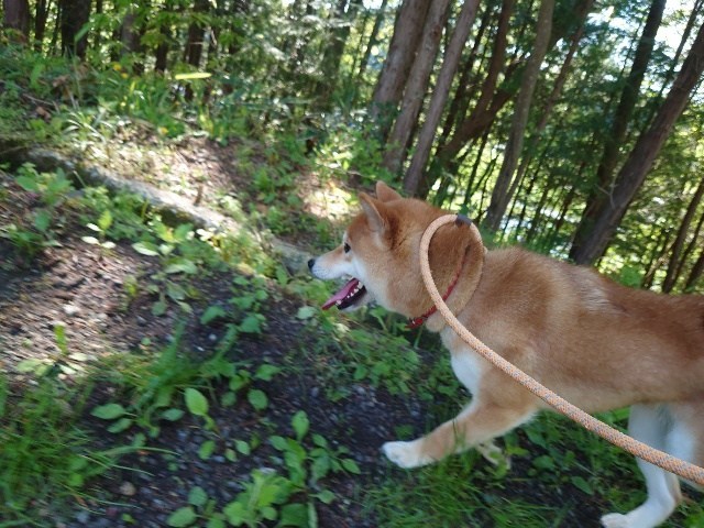 老犬