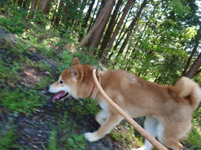 老犬