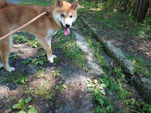 大阪の老犬家