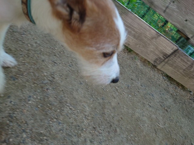 京都の老犬ホーム
